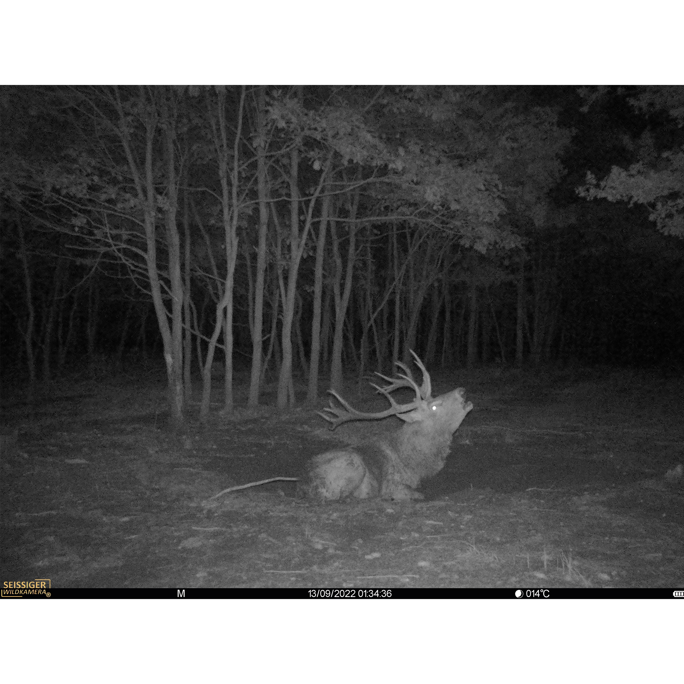 Schwarz-Weiß-Nachtaufnahme eines Hirsches mit SEISSIGER Base-Cam LTE, inkl. Datum, Uhrzeit, Temperatur, Mondphase und Akkustand.