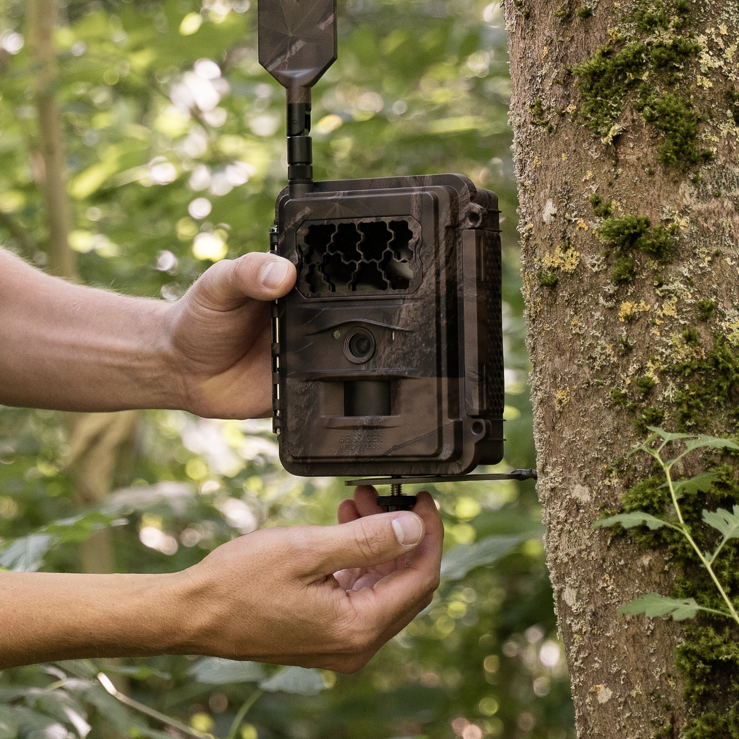 Wildkamera mit Tarnmuster wird von zwei Händen an einem moosbewachsenen Baumstamm befestigt und justiert.