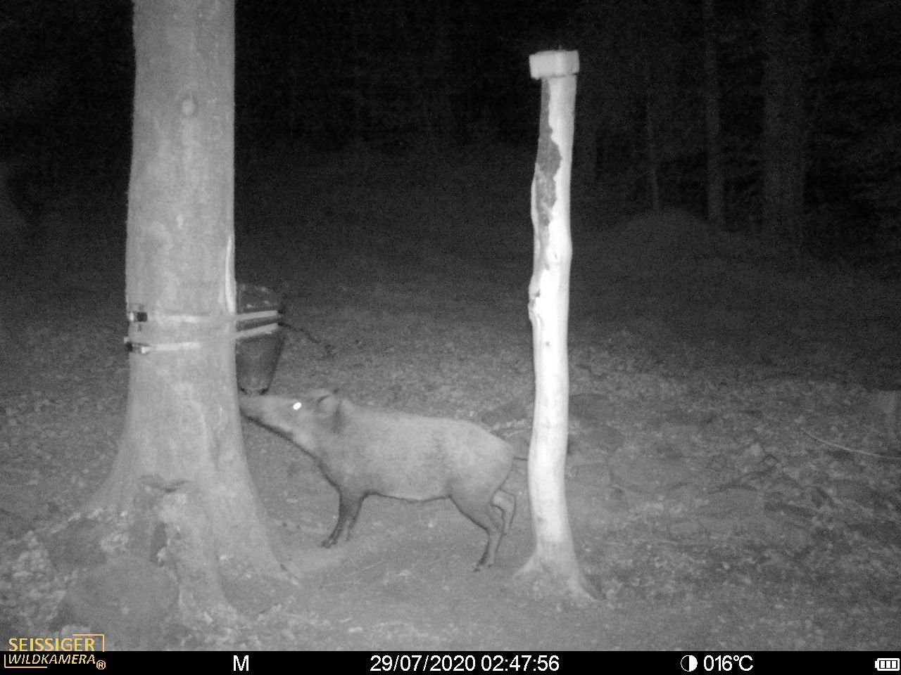 15-Liter-Kirrung HUNTING EXPERT