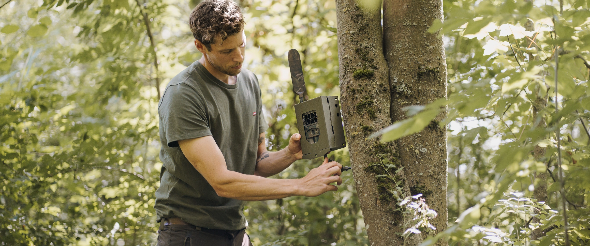 Mann befestigt Wildkamera an moosbedecktem Baumstamm im Wald, rechteckige graue Kamera mit Antenne, Tageslicht, Bäume und grünes Laub im Hintergrund.