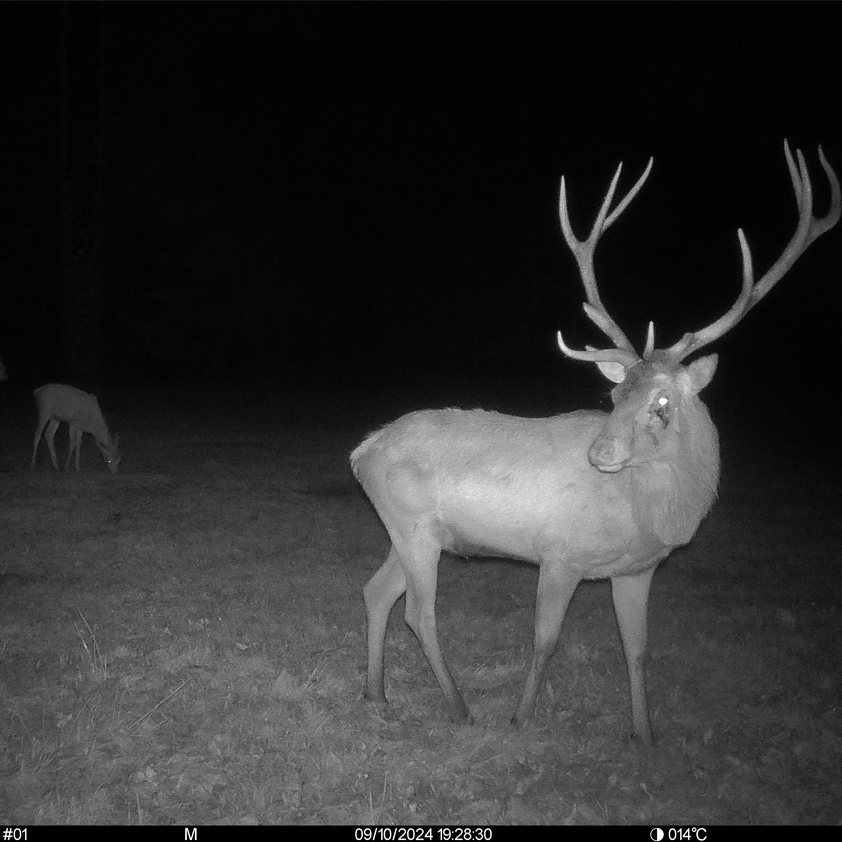 SEISSIGER Pro-Cam LTE - SUPERSIM-Edition