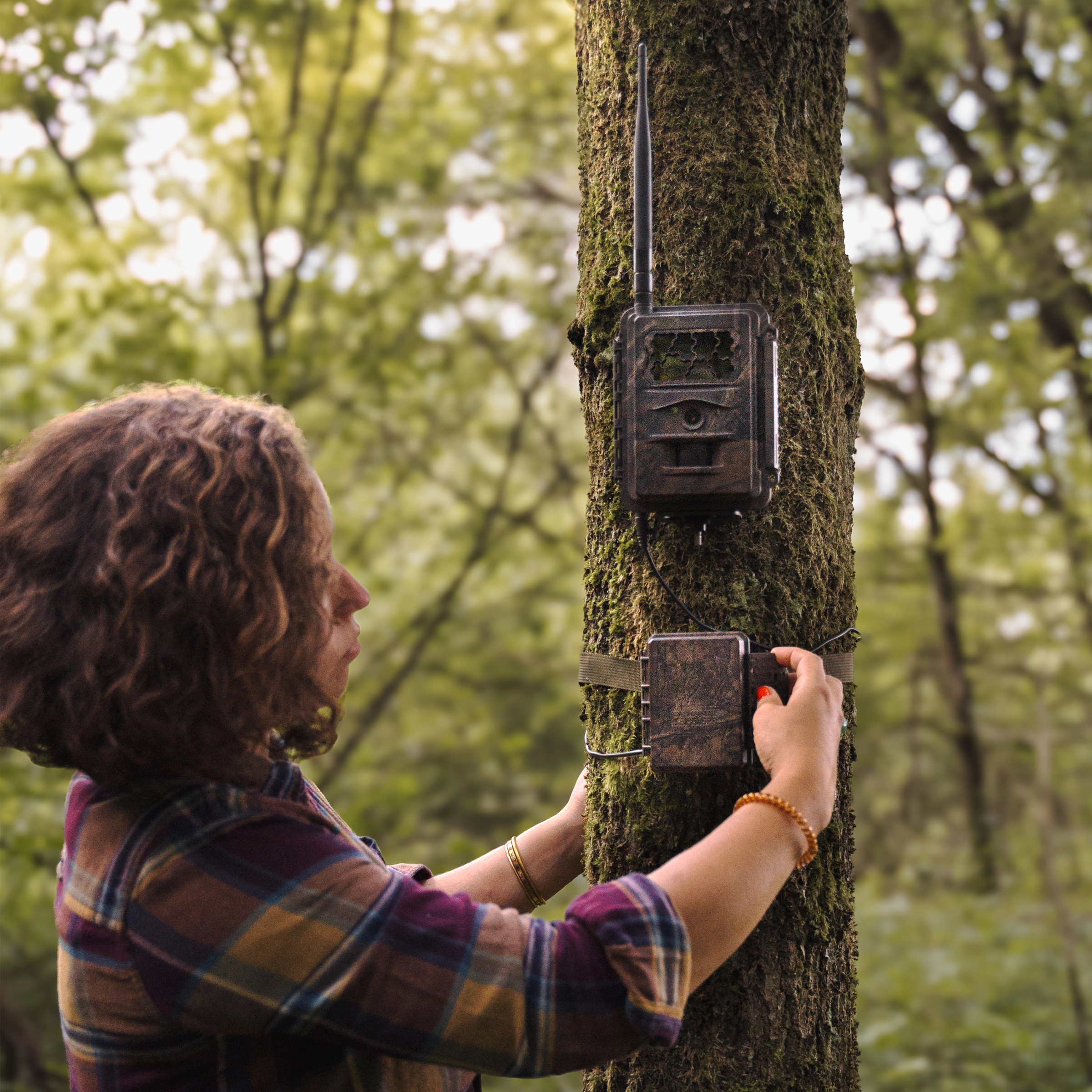 Frau befestigt ein Seissiger Akkupack mit Baumgurt an einem Baumstamm, darüber ist eine Seissiger Wildkamera mit Antenne montiert. Im Hintergrund lichter Wald mit grünen Blättern. .