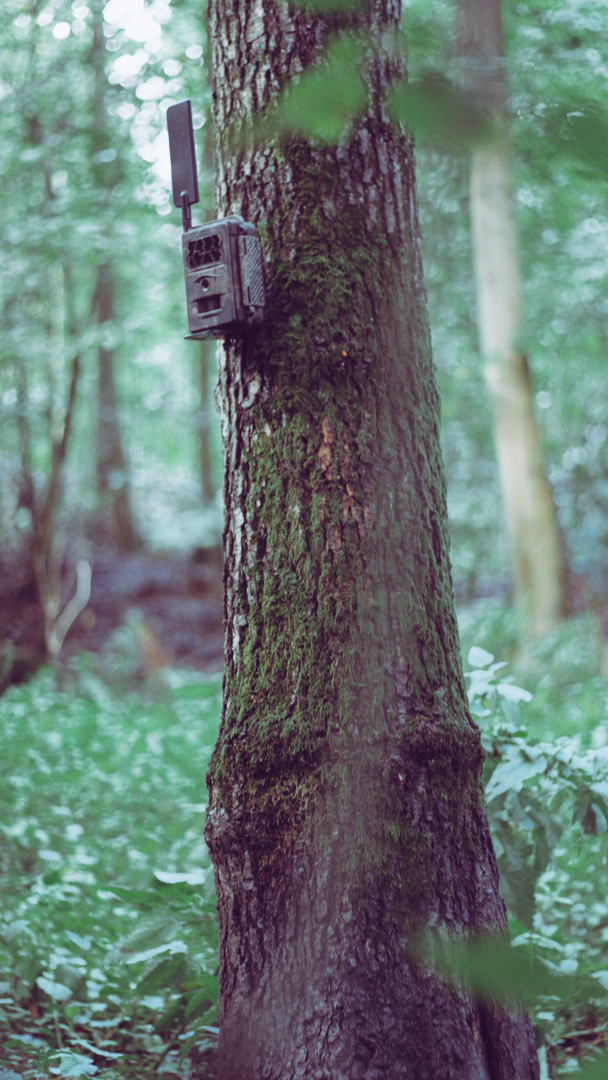 Baumstativ für Wildkameras